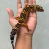 IMG_5941 jual gecko tangerine black night betina indukan murah