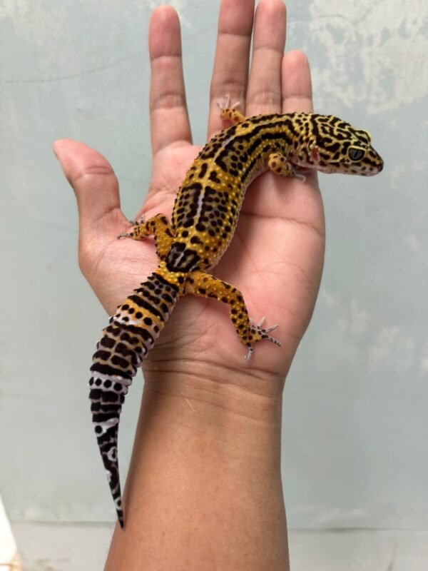 IMG_5941 jual gecko tangerine black night betina indukan murah