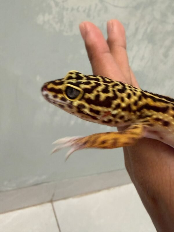 IMG_5942 Tangerine Black Night ph Tremper - Betina - B260924