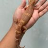 IMG_5944 jual gecko tangerine chocolate betina indukan