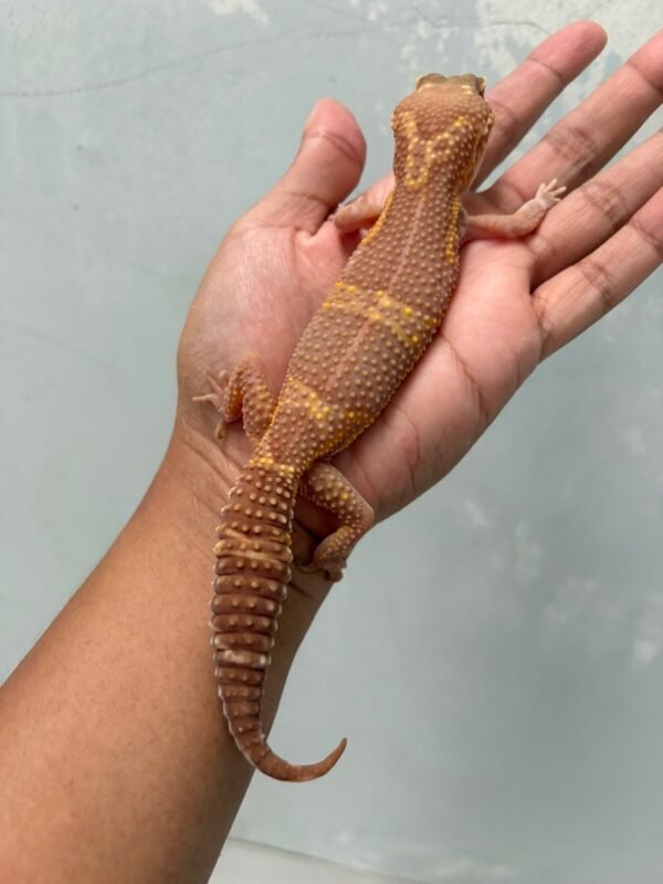 IMG_5944 jual gecko tangerine chocolate betina indukan