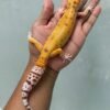 jual gecko raptor emerine betina indukan