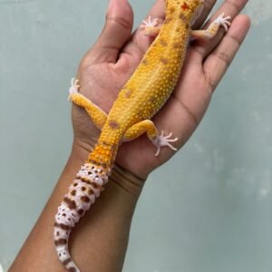 IMG_5947 jual gecko raptor emerine betina indukan