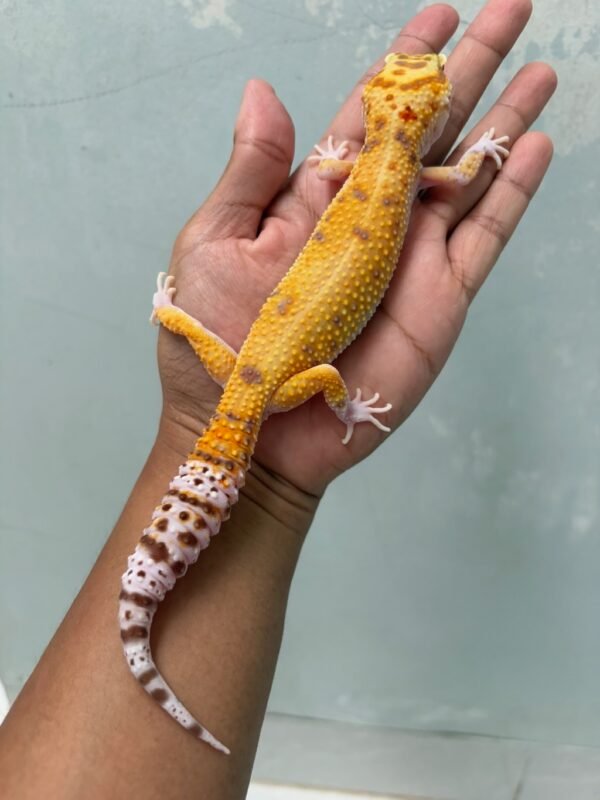jual gecko raptor emerine betina indukan