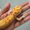 RAPTOR Emerine - Betina - B251195 - RARE