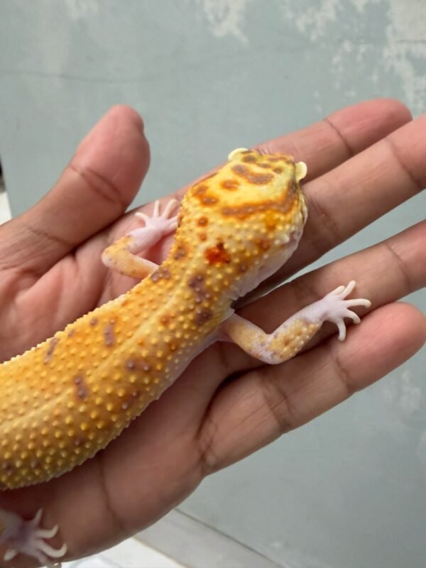 RAPTOR Emerine - Betina - B251195 - RARE