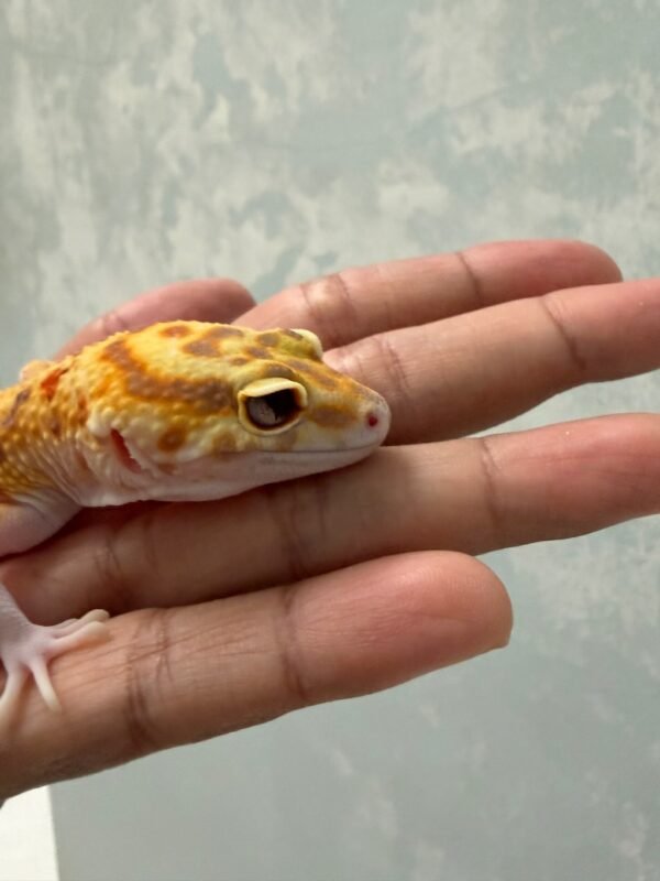 RAPTOR Emerine - Betina - B251195 - RARE