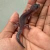 jual gecko black night cotton het ember incub betina baby murah