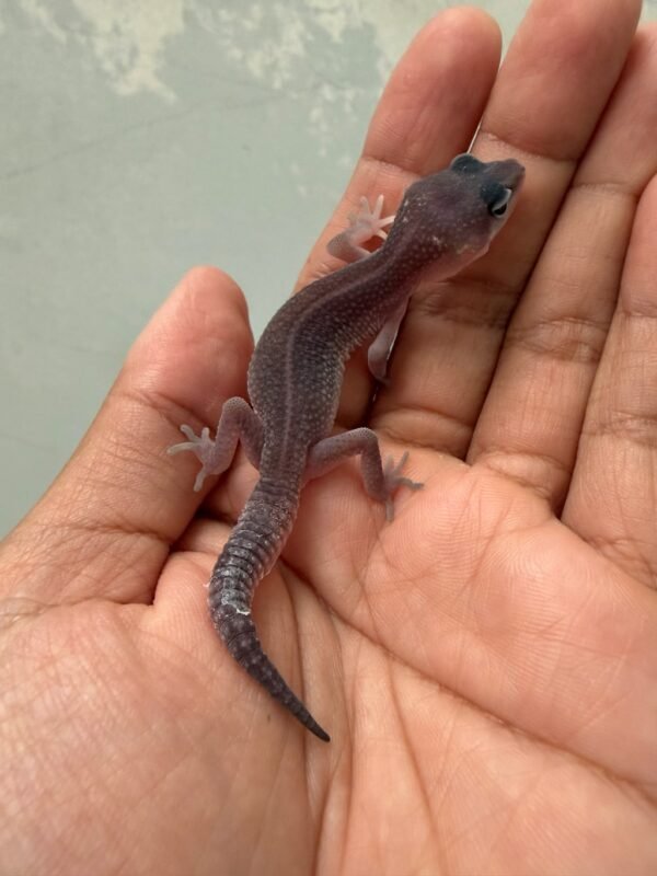jual gecko black night cotton het ember incub betina baby murah