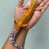 IMG_5961 jual gecko hot gecko betina indukan