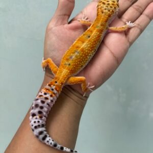 IMG_5961 jual gecko hot gecko betina indukan