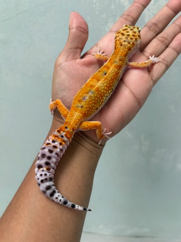 IMG_5961 jual gecko hot gecko betina indukan