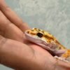 IMG_5962 Hot Gecko ph Tremper - Betina - B261560