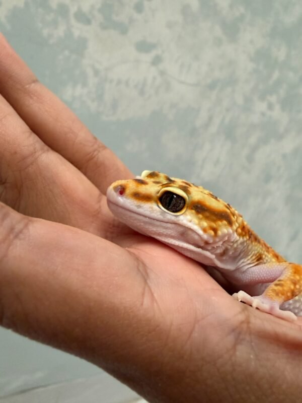 IMG_5962 Hot Gecko ph Tremper - Betina - B261560