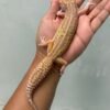 IMG_5964 jual gecko black night ulet bambu albino betina indukan