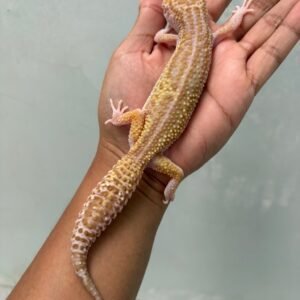 IMG_5964 jual gecko black night ulet bambu albino betina indukan