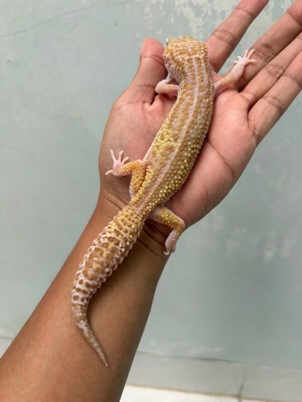 IMG_5964 jual gecko black night ulet bambu albino betina indukan