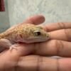 IMG_5965 Black Night Ulet Bambu Albino - Betina - L200 - RARE