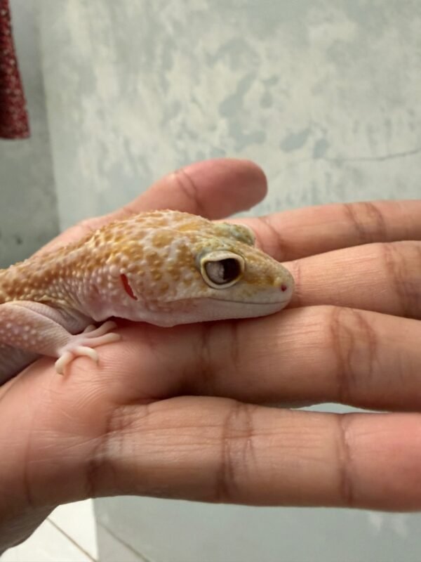 IMG_5965 Black Night Ulet Bambu Albino - Betina - L200 - RARE