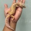 jual gecko mack snow tremper bold stripe betina indukan