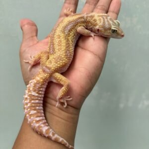 IMG_5967 jual gecko mack snow tremper bold stripe betina indukan