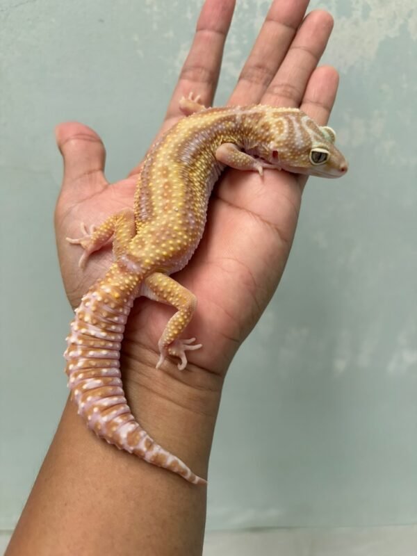 jual gecko mack snow tremper bold stripe betina indukan