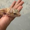 Mack Snow Tremper Bold Stripe - Betina - B250772 - GENDUT LUCU
