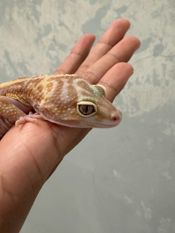 Mack Snow Tremper Bold Stripe - Betina - B250772 - GENDUT LUCU