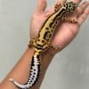 jual gecko tangerine bold stripe betina indukan