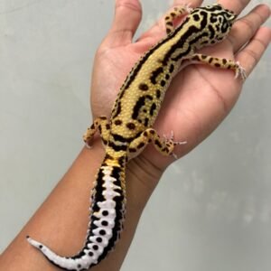 IMG_5970 jual gecko tangerine bold stripe betina indukan