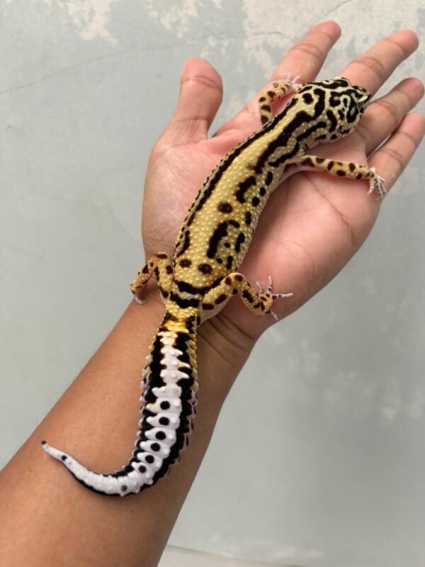 jual gecko tangerine bold stripe betina indukan