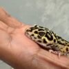 Tangerine Bold Stripe het Tremper - Betina - B252025