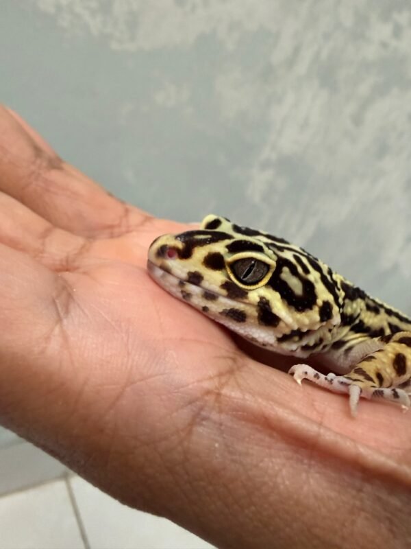 Tangerine Bold Stripe het Tremper - Betina - B252025