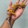 IMG_5977 jual gecko banded raptor betina indukan