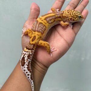 IMG_5977 jual gecko banded raptor betina indukan
