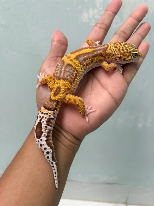 IMG_5977 jual gecko banded raptor betina indukan