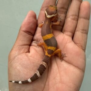 IMG_5992 jual gecko tangerine chocolate incub jantan baby