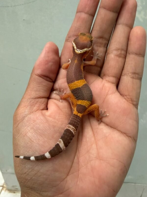 IMG_5992 jual gecko tangerine chocolate incub jantan baby