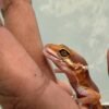 IMG_5993 Tangerine Chocolate ph RAPTOR - incub Jantan - R262266