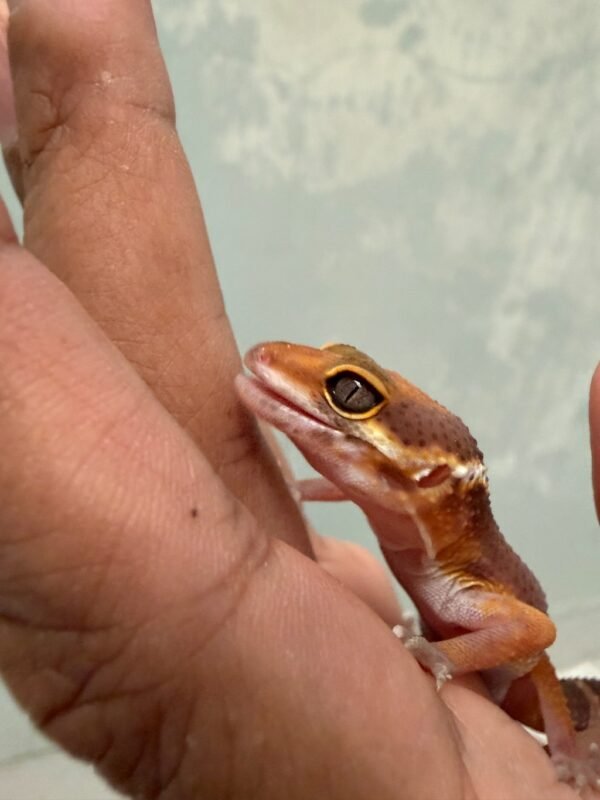 IMG_5993 Tangerine Chocolate ph RAPTOR - incub Jantan - R262266