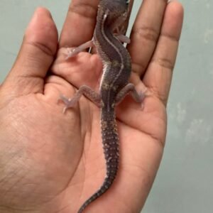 IMG_5995 jual gecko black night het tremper incub jantan baby murah