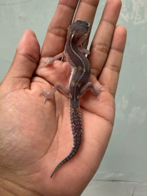 jual gecko black night het tremper incub jantan baby murah