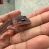 Black Night het Tremper - incub Jantan - R262072