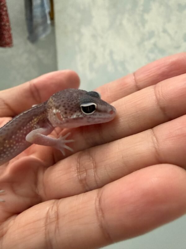 Black Night het Tremper - incub Jantan - R262072