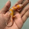 IMG_6008 jual gecko radar lavender betina baby