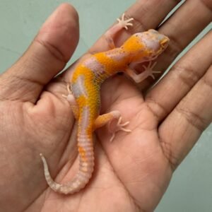 jual gecko radar lavender betina baby
