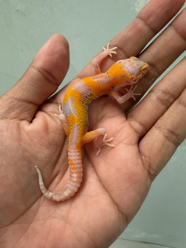 IMG_6008 jual gecko radar lavender betina baby