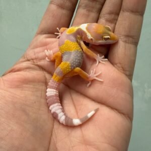 jual gecko tremper lavender incub jantan baby