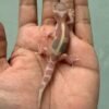 IMG_6027 jual gecko mack snow raptor jungle incub jantan baby