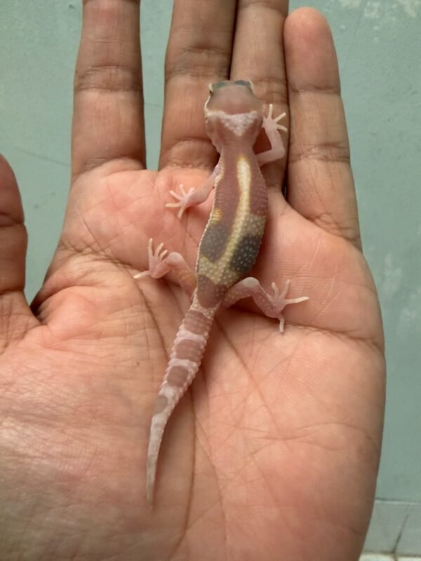 IMG_6027 jual gecko mack snow raptor jungle incub jantan baby